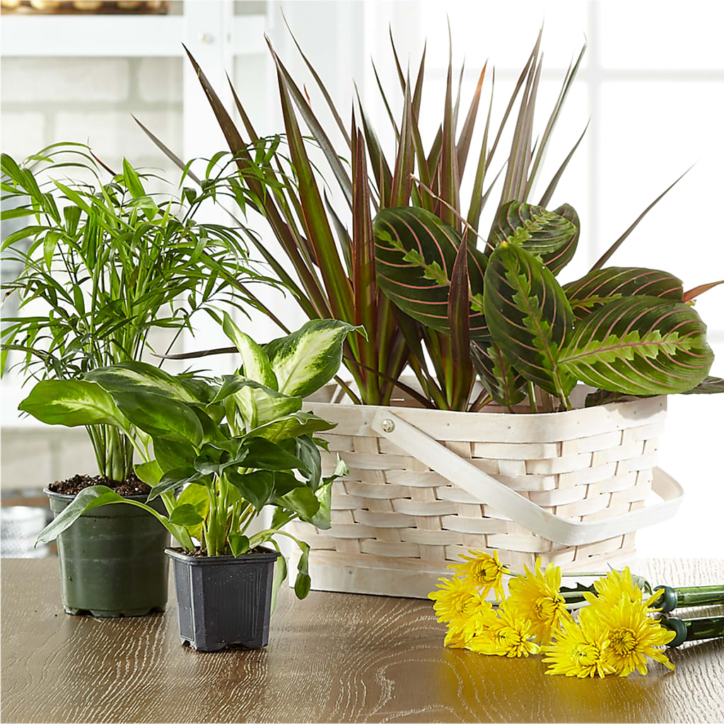 Florist Designed Blooming and Green Plants in a Basket – TIFFANEY'S FLOWERS & GIFTS, Junction City KY