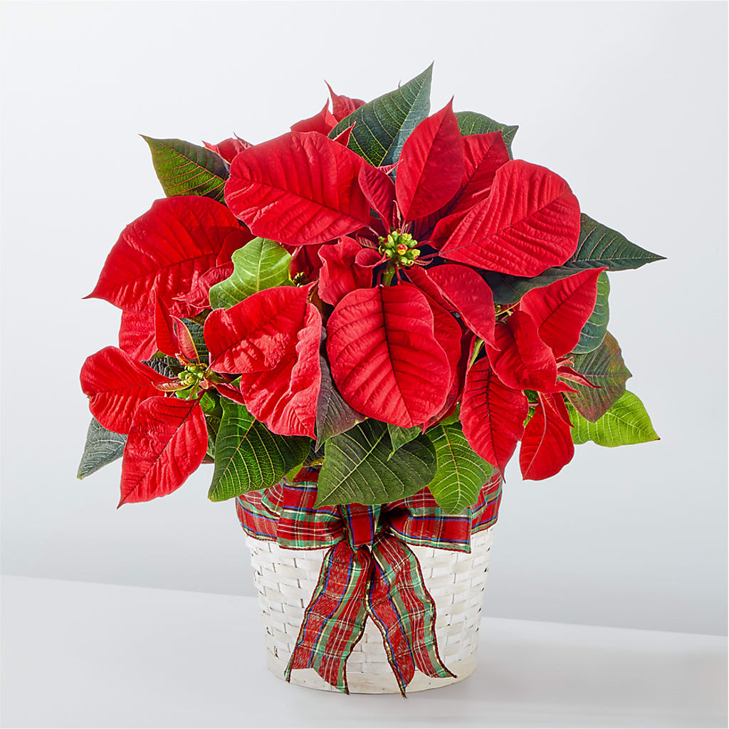 Happiest Holidays Poinsettia – TIFFANEY'S FLOWERS & GIFTS, Junction City KY
