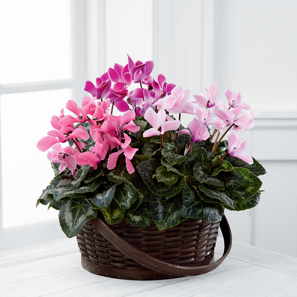 Mixed Cyclamen Planter – TIFFANEY'S FLOWERS & GIFTS, Junction City KY