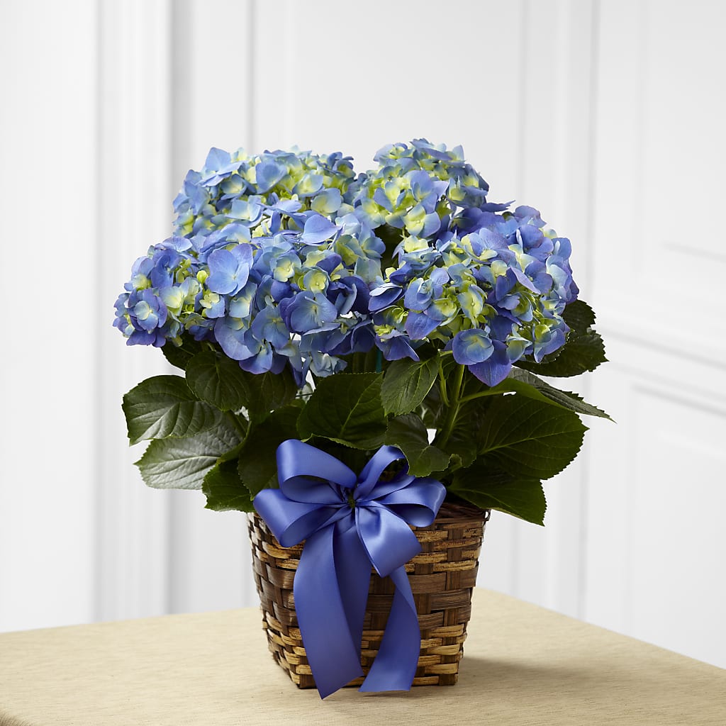 Blue Hydrangea Planter – TIFFANEY'S FLOWERS & GIFTS, Junction City KY