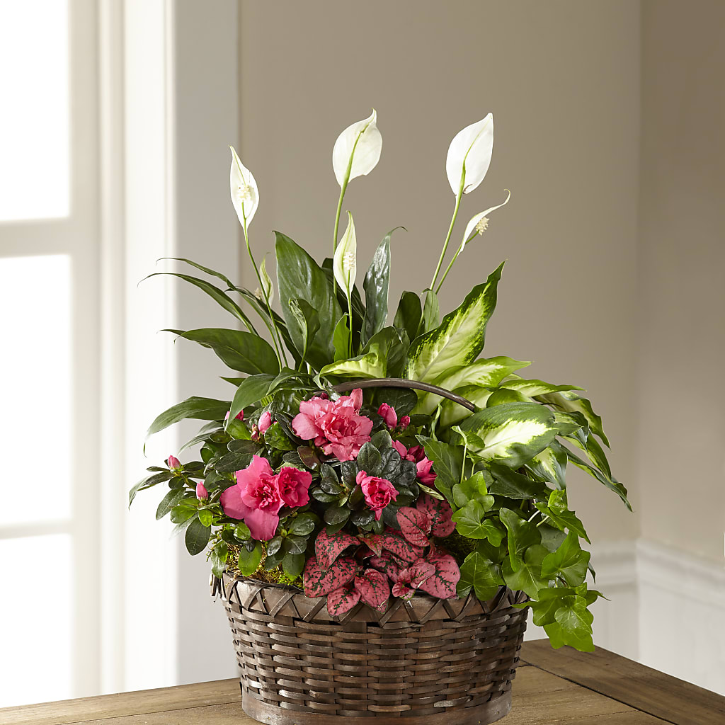 Dream in Pink Dishgarden – TIFFANEY'S FLOWERS & GIFTS, Junction City KY