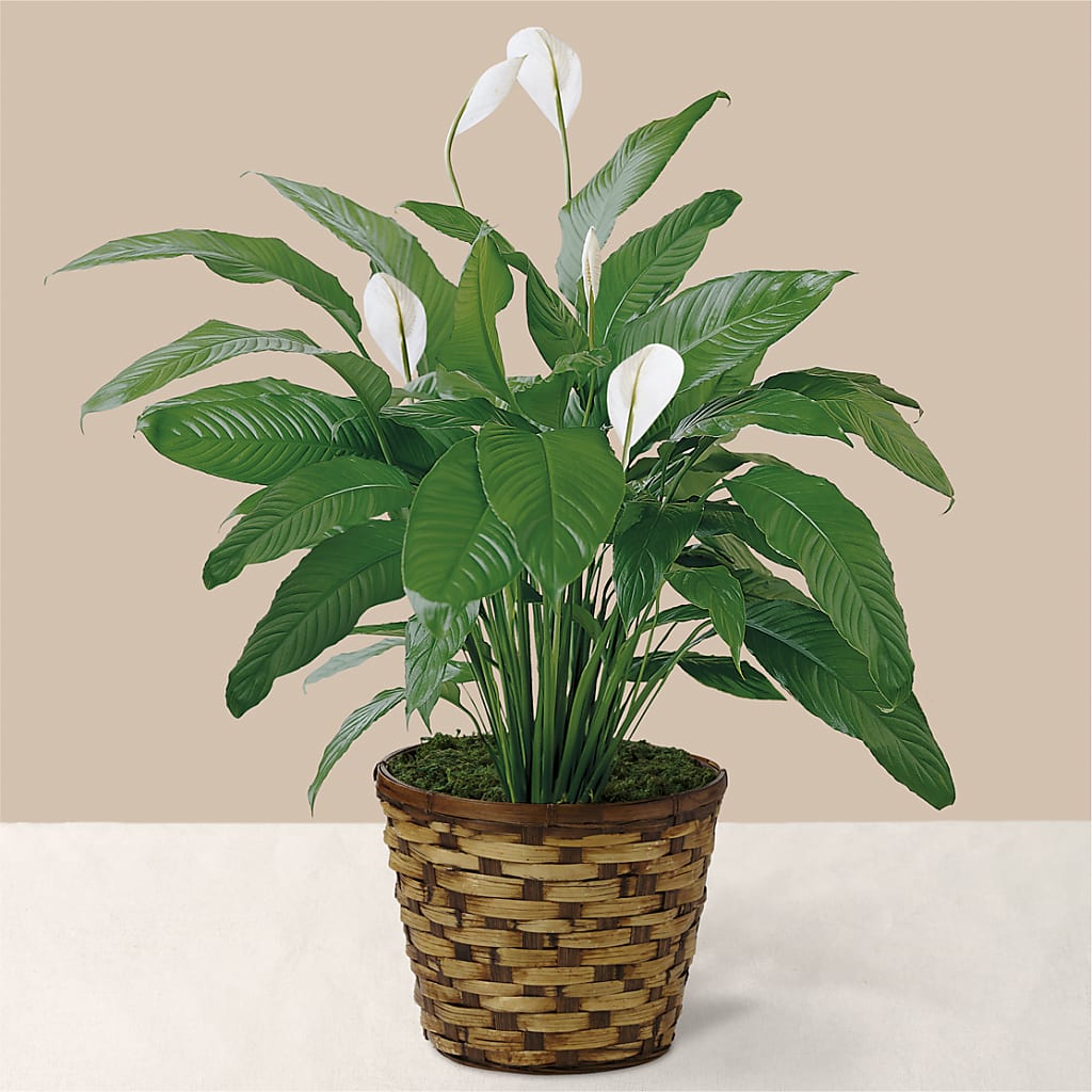 Tranquil Moments Peace Lily Plant – TIFFANEY'S FLOWERS & GIFTS, Junction City KY