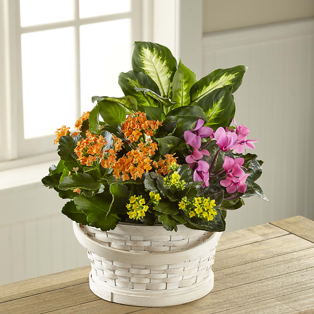 Color Crush Dishgarden – TIFFANEY'S FLOWERS & GIFTS, Junction City KY