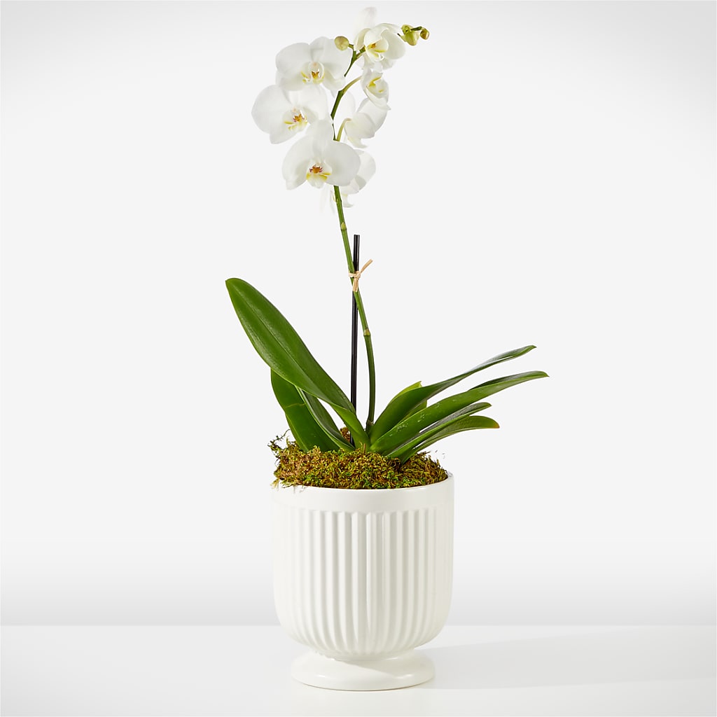 Whispering White Orchid – TIFFANEY'S FLOWERS & GIFTS, Junction City KY