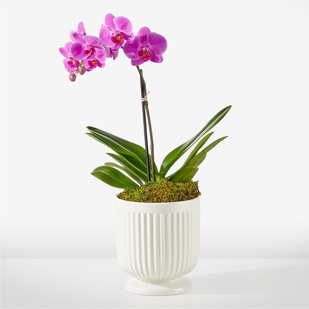 Friendly Fuchsia Orchid – TIFFANEY'S FLOWERS & GIFTS, Junction City KY