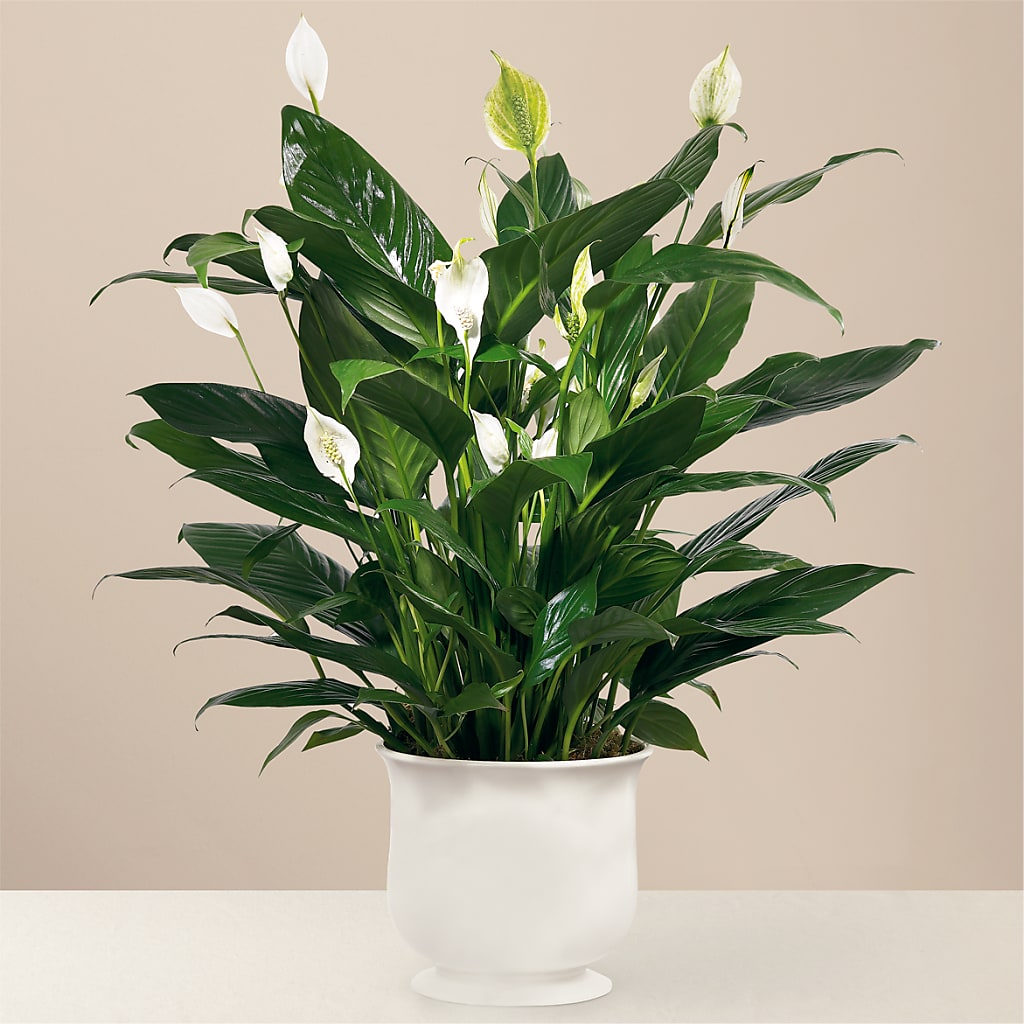 Comfort Planter – TIFFANEY'S FLOWERS & GIFTS, Junction City KY