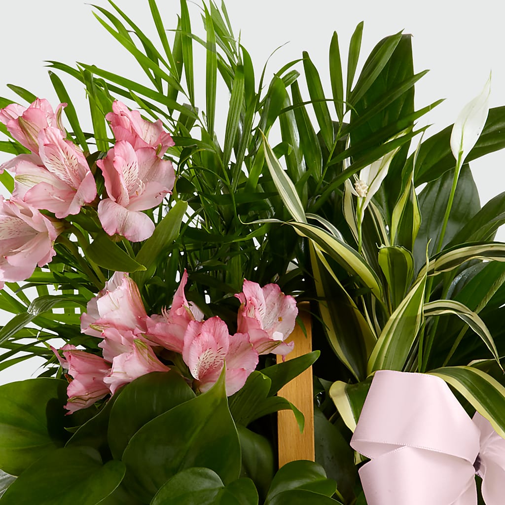 Living Spirit Dishgarden – TIFFANEY'S FLOWERS & GIFTS, Junction City KY