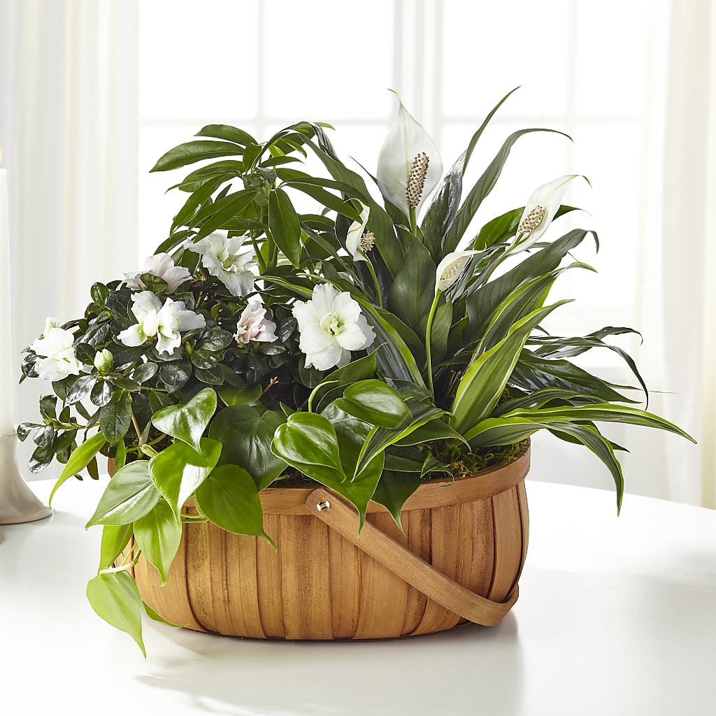 Serene Dishgarden – TIFFANEY'S FLOWERS & GIFTS, Junction City KY