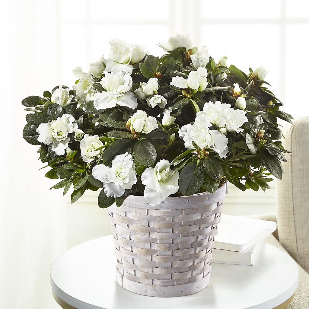 White Azalea Plant – TIFFANEY'S FLOWERS & GIFTS, Junction City KY