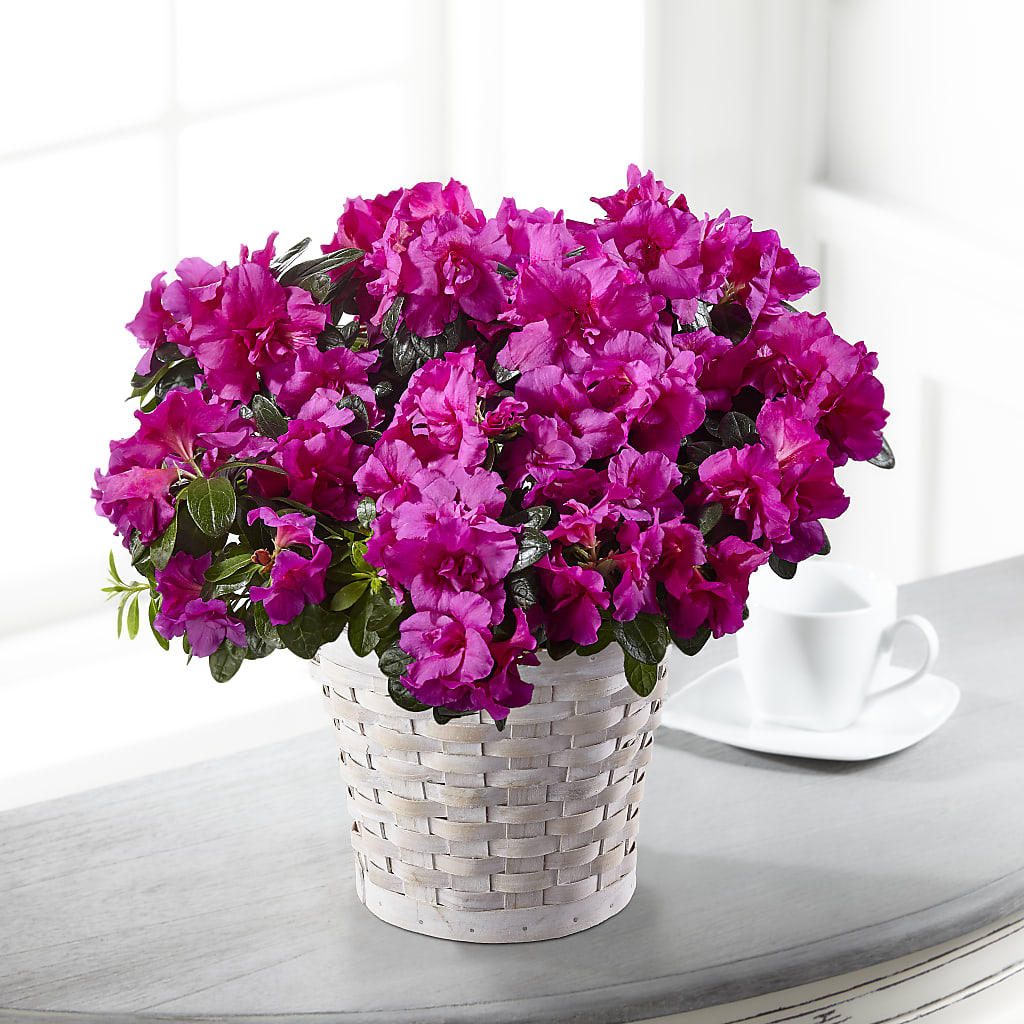 Hope & Serenity Azalea Plant – TIFFANEY'S FLOWERS & GIFTS, Junction City KY
