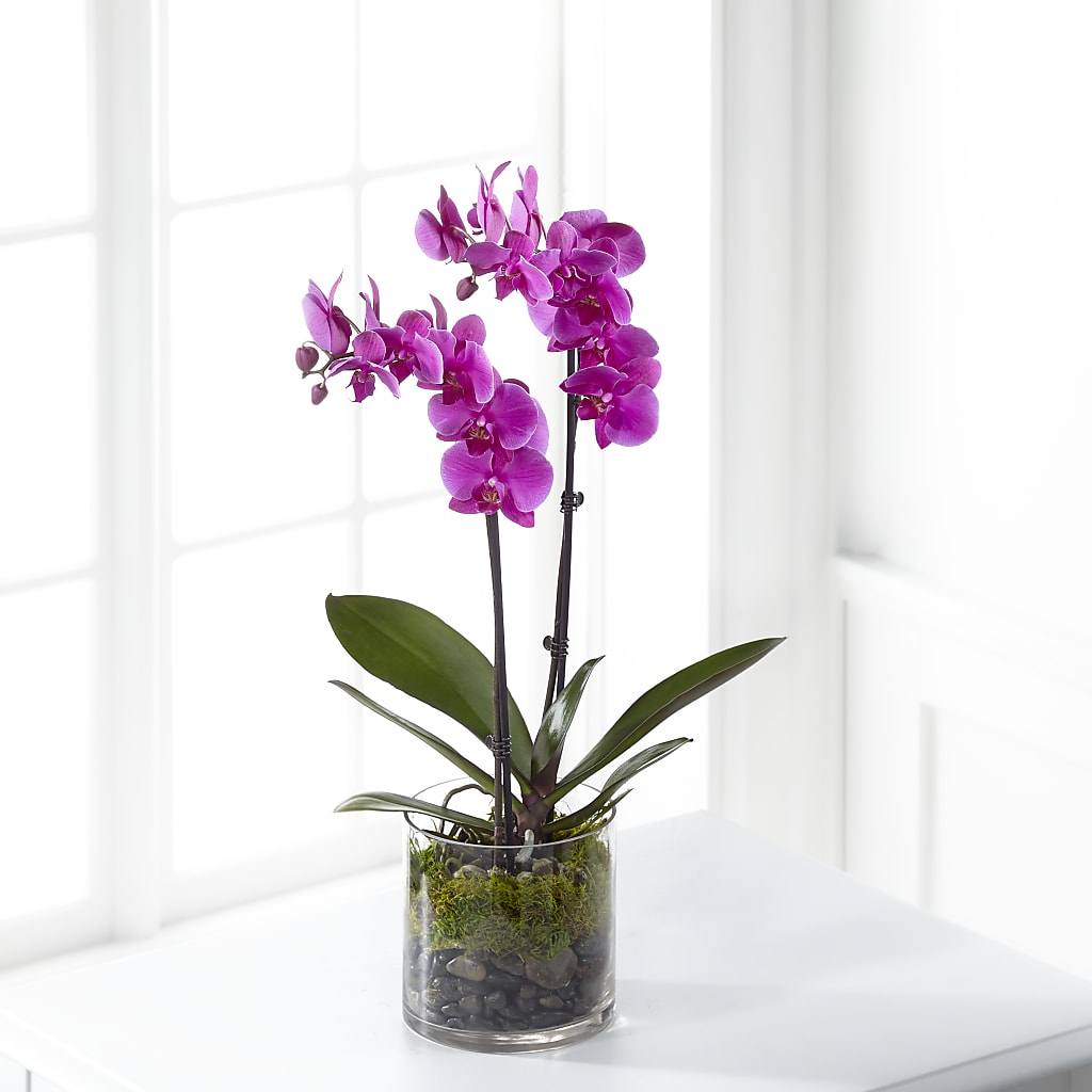 Pink Orchid Plant – TIFFANEY'S FLOWERS & GIFTS, Junction City KY
