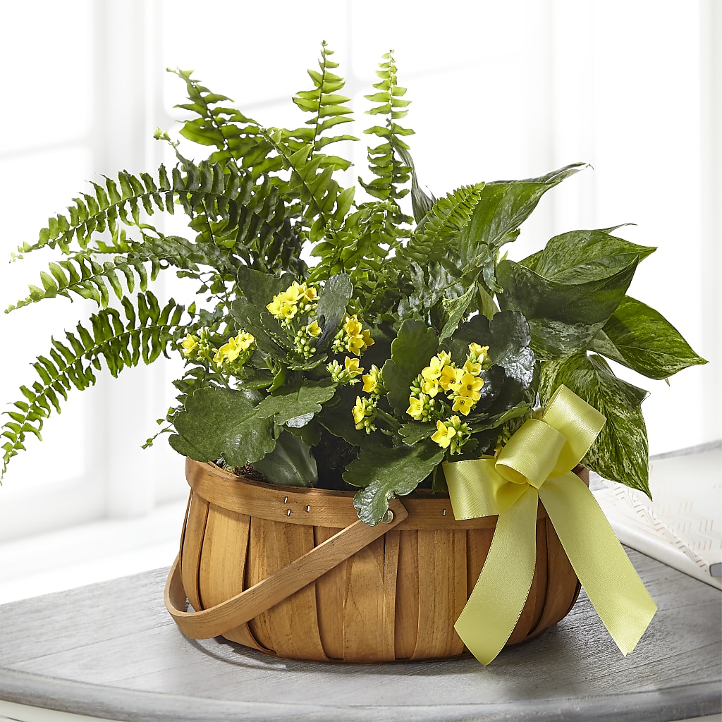 Always Dear Dishgarden – TIFFANEY'S FLOWERS & GIFTS, Junction City KY