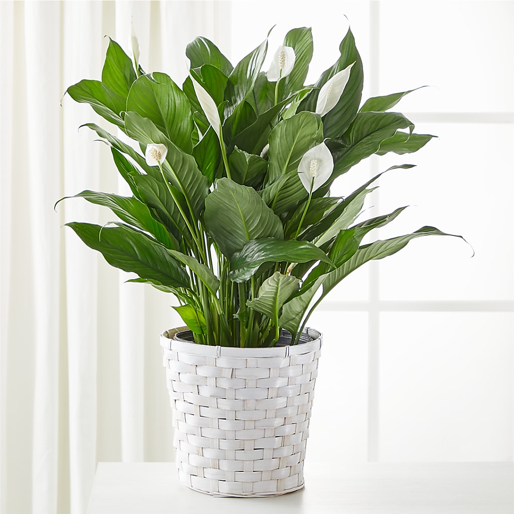 A New Leaf Peace Lily – TIFFANEY'S FLOWERS & GIFTS, Junction City KY