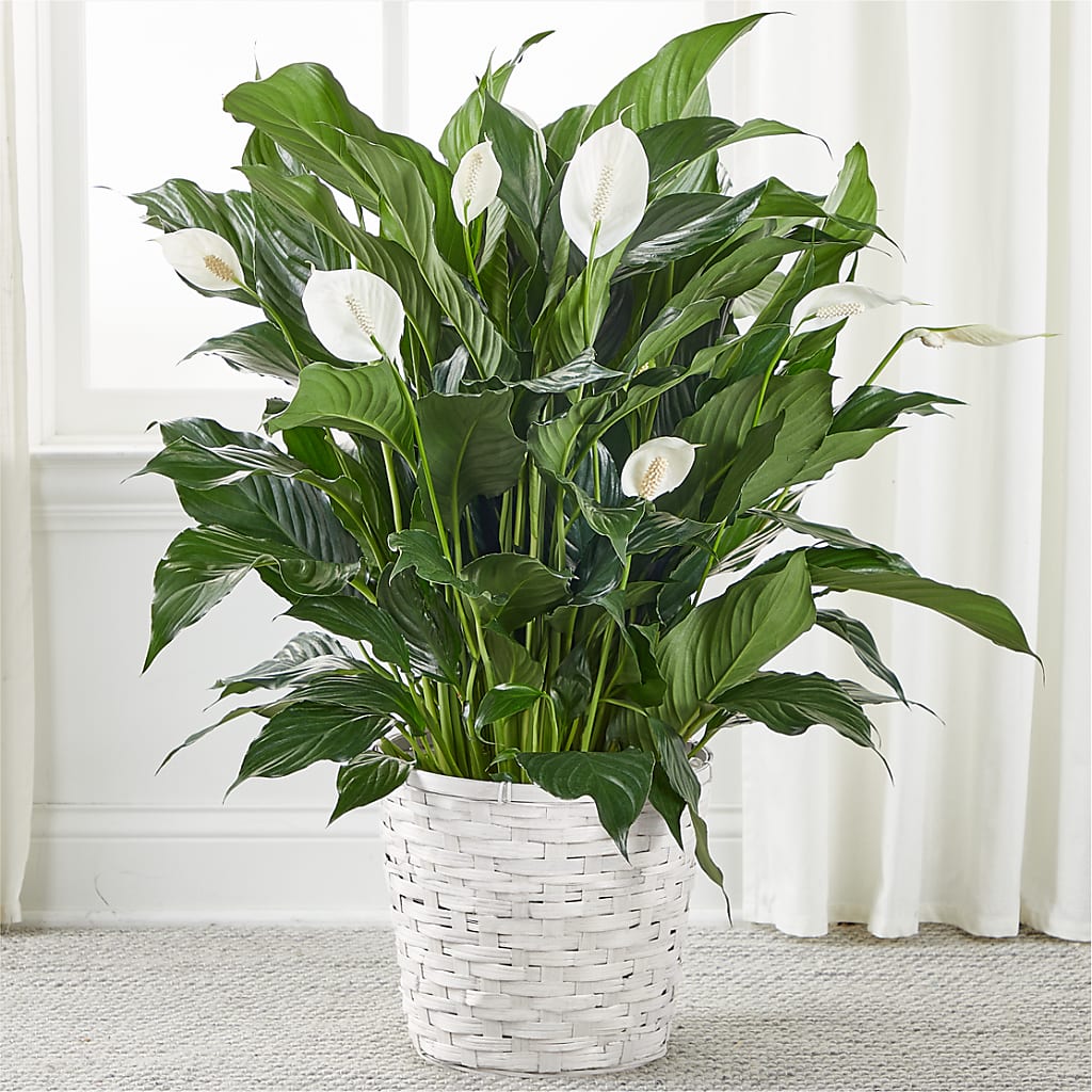 A New Leaf Peace Lily – TIFFANEY'S FLOWERS & GIFTS, Junction City KY