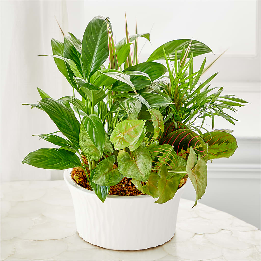Balance & Harmony Dishgarden – TIFFANEY'S FLOWERS & GIFTS, Junction City KY