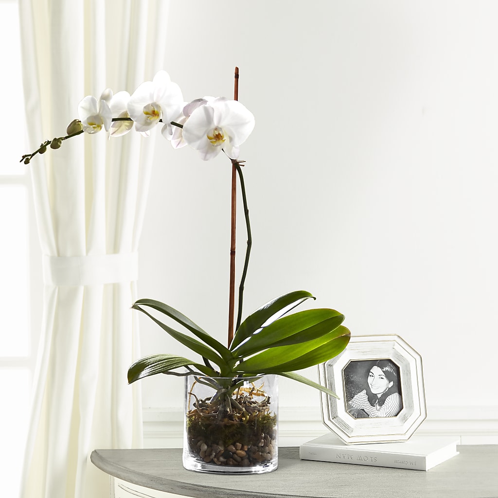 White Orchid Planter – TIFFANEY'S FLOWERS & GIFTS, Junction City KY