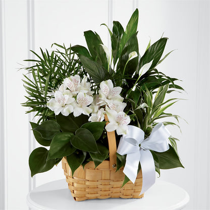 Peace & Serenity Dishgarden – TIFFANEY'S FLOWERS & GIFTS, Junction City KY