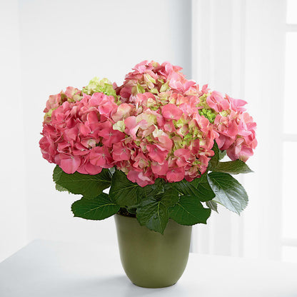 Pink Hydrangea Planter – TIFFANEY'S FLOWERS & GIFTS, Junction City KY