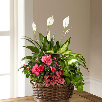 Dream in Pink Dishgarden – TIFFANEY'S FLOWERS & GIFTS, Junction City KY
