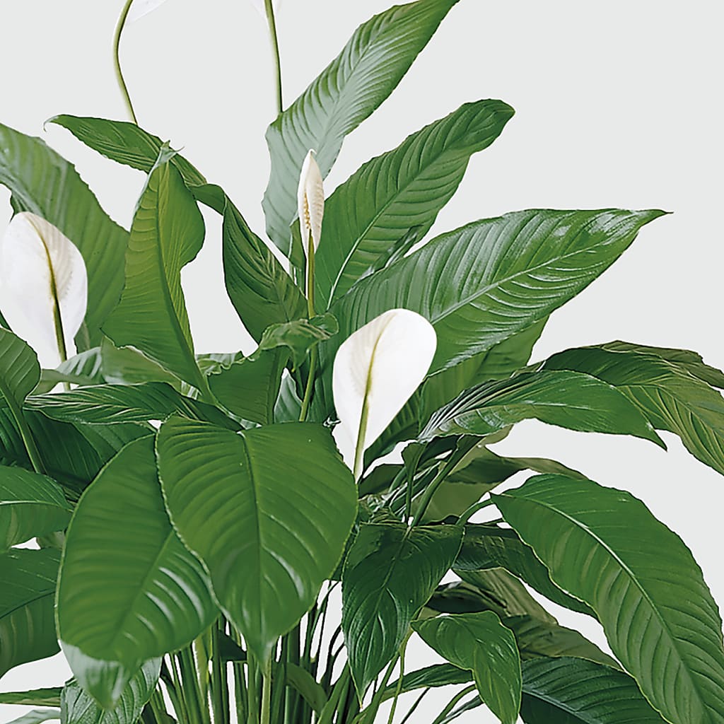 Tranquil Moments Peace Lily Plant – TIFFANEY'S FLOWERS & GIFTS, Junction City KY