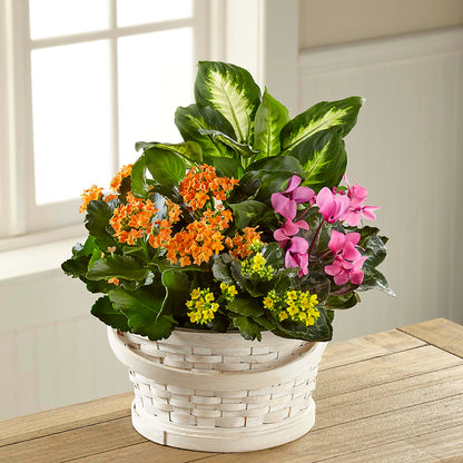 Color Crush Dishgarden – TIFFANEY'S FLOWERS & GIFTS, Junction City KY