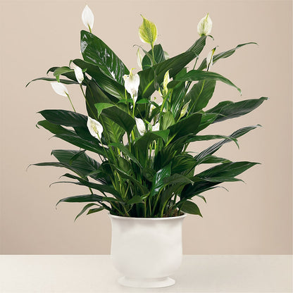 Comfort Planter – TIFFANEY'S FLOWERS & GIFTS, Junction City KY