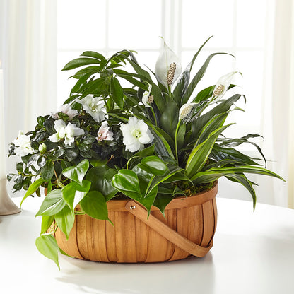 Serene Dishgarden – TIFFANEY'S FLOWERS & GIFTS, Junction City KY