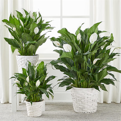 A New Leaf Peace Lily – TIFFANEY'S FLOWERS & GIFTS, Junction City KY