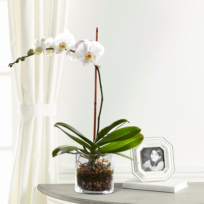 White Orchid Planter – TIFFANEY'S FLOWERS & GIFTS, Junction City KY